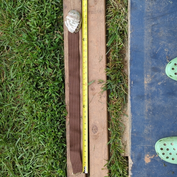 Seashell stretch belt - Picture 4 of 5